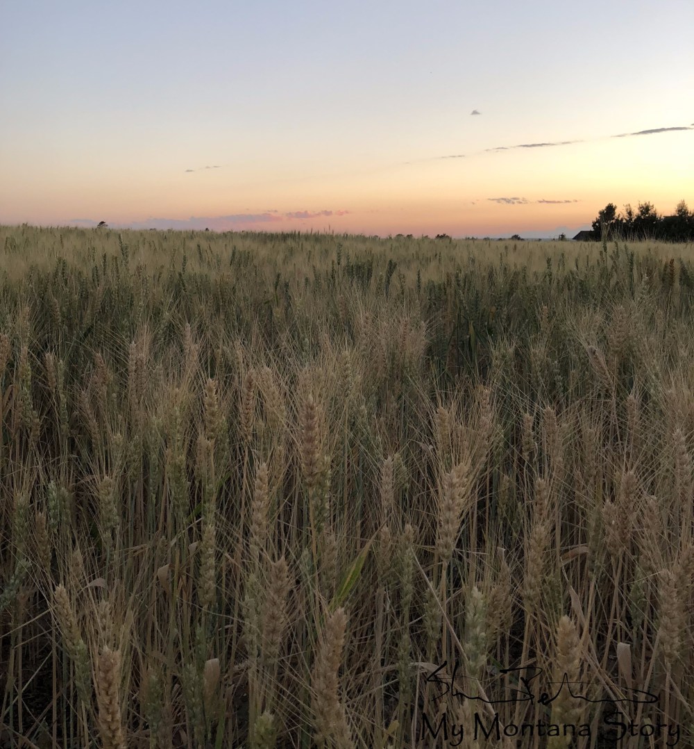 wheat-field.jpg